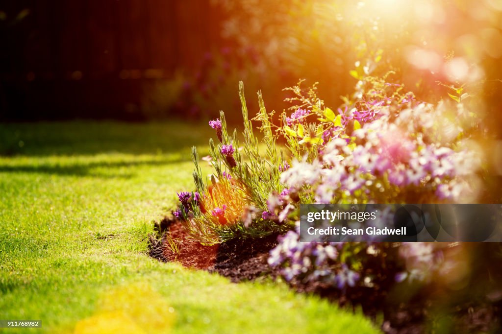 Sunny garden