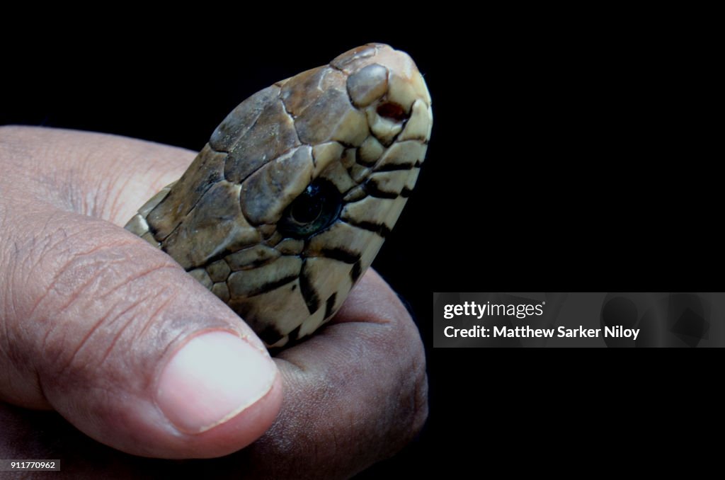 Snake In Hand High-Res Stock Photo - Getty Images