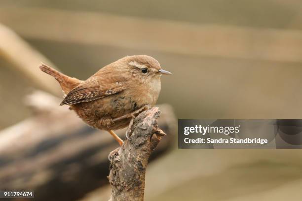 a pretty wren (troglodytes troglodytes) perched on a branch in a tree. - wren stock pictures, royalty-free photos & images