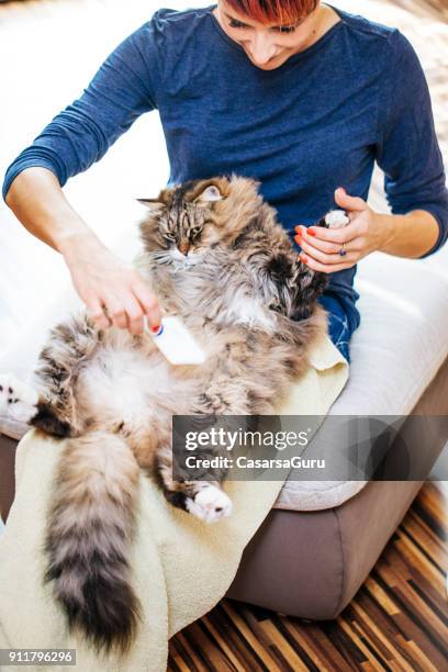 frau katze mit fellpflege bürste bürsten - longhair cat stock-fotos und bilder