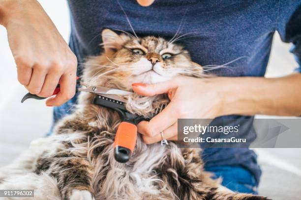 cutting siberian cat's matted hair - cutting long hair stock pictures, royalty-free photos & images