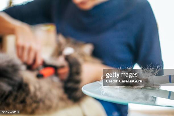 van de siberische kat haar op tafel - langharige kat stockfoto's en -beelden