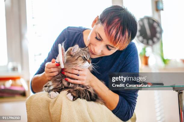 la donna pettina i capelli del gatto con una spazzola da toelettatura - grooming foto e immagini stock