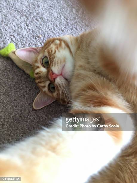 kitty selfie - cat selfie stock-fotos und bilder