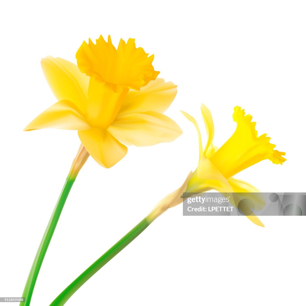 Daffodil