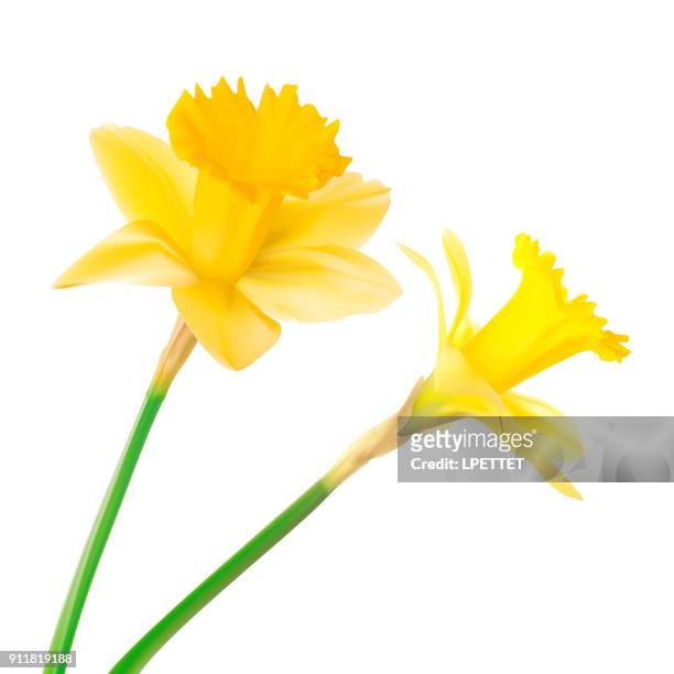 daffodil - daffodil stock illustrations