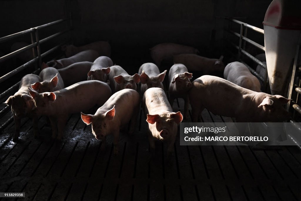 ITALY-FARMING-PIGS