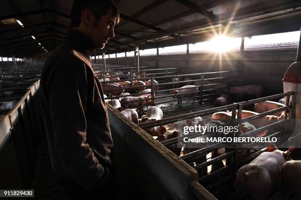 Pig farmer takes care of his animals in his farm on January 25, 2018 in Villafalletto, near Cuneo, northwestern Italy.