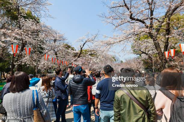 cherry blossom partij of een hanami in ueno park, tokio, japan - lantern festival cherry blossom stockfoto's en -beelden