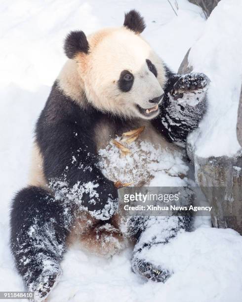 Jan. 29, 2018 -- A giant panda plays in snow at the Hongshan Forest Zoo in Nanjing, east China's Jiangsu Province, Jan. 29, 2018.