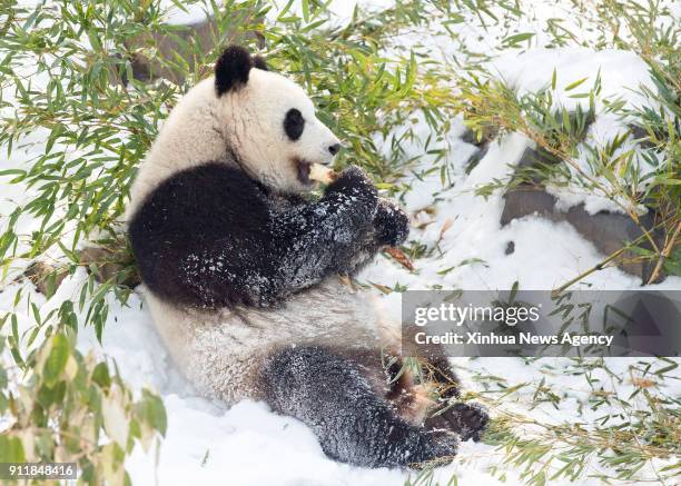 Jan. 29, 2018 -- A giant panda has a meal in snow at the Hongshan Forest Zoo in Nanjing, east China's Jiangsu Province, Jan. 29, 2018.