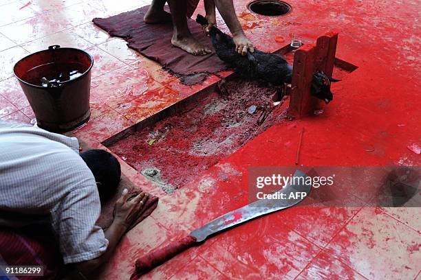 Priest offers his prayers before he sacrifices a goat at The Dakeswari Temple in Dhaka on September 27 as part of the rites of the 'Durga Puja' Hindu...