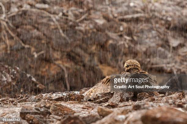 galapagos short-eared owl in the rain - rain owl stock pictures, royalty-free photos & images