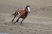 Brown, white and black paint horse galloping through a dirt field.