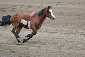 Brown, white and black paint horse galloping through a dirt field.