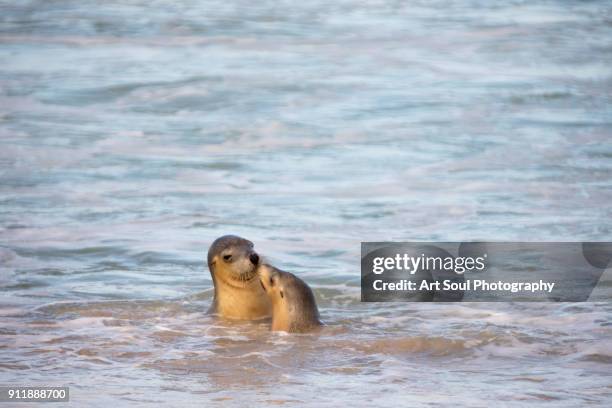 australian sea lions on the beach at kangaroo island australia - sea lion stock pictures, royalty-free photos & images