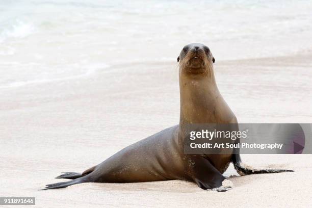 seal lion on the beach in san cristobal galapagos islands ecuador - pinnipedia stock pictures, royalty-free photos & images