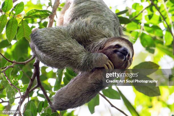 smiling sloth hanging in a tree - three toed sloth fotografías e imágenes de stock