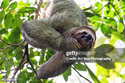 Sloth Tree Smiling Smiling Sloth Hanging In A Tree High-Res Stock Photo - Getty Images