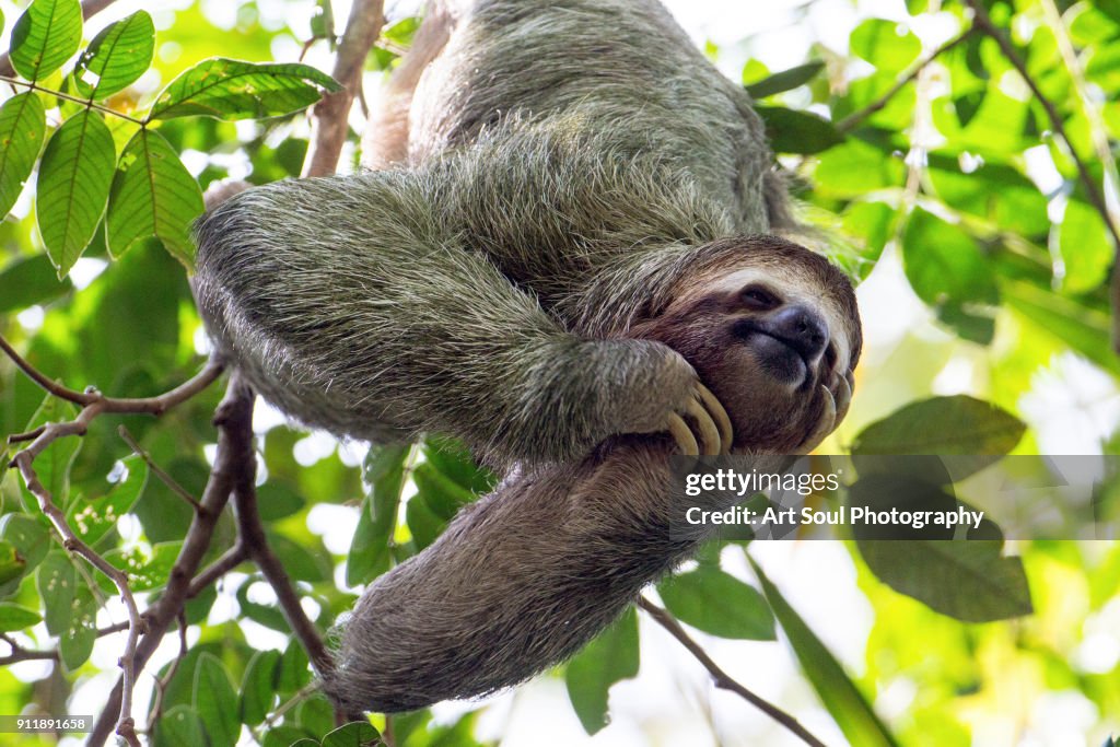 Smiling sloth hanging in a tree