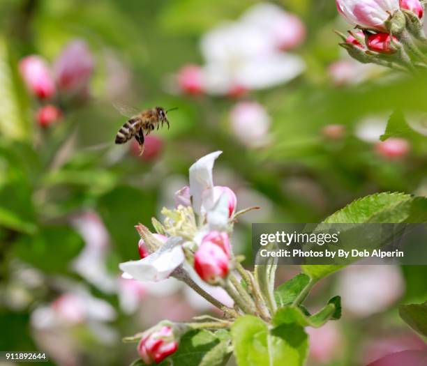 Apple Bee Insect Apple Blossom Bee Photos and Premium High Res Pictures - Getty Images