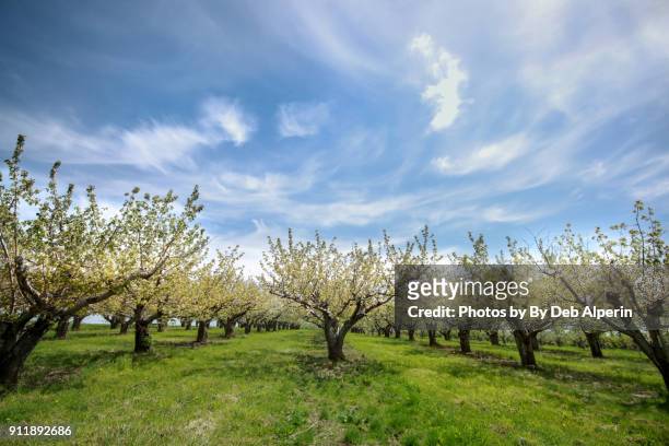 apple orchard in full bloom - pomar fotografías e imágenes de stock