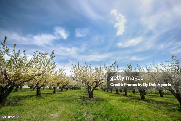 apple orchard in full bloom - apple tree stock pictures, royalty-free photos & images