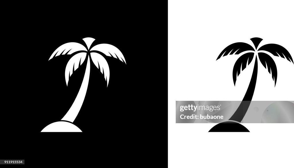 Palm Tree.