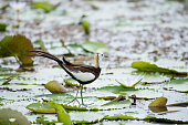 Pheasant-tailed Jacana is the most beautiful waterbird with long tail lived, walk on floating vegetation in shallow lakes