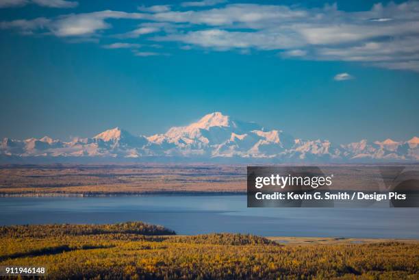 view of snow covering mount denali and foraker, as seen from joint base elmendorf richardson, autumn coloured trees filling the foreground, cook inlet in the foreground, south-central alaska - フォーレイカー山 ストックフォトと画像