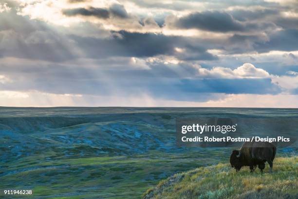 a lone bison (bison bison) grazes on the buttes of grasslands national park - グラスランズ国立公園 ストックフォトと画像