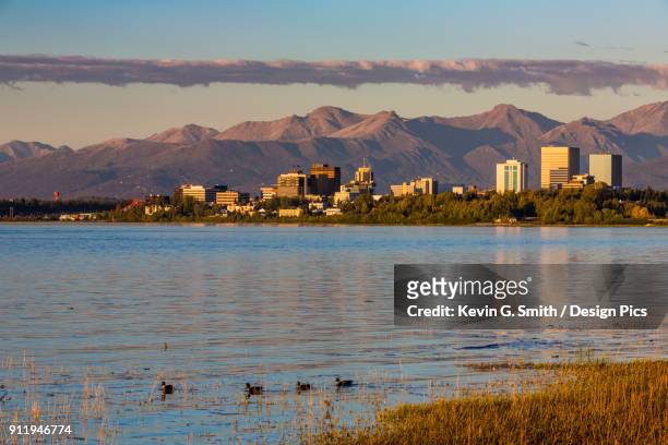 the setting sun reflects off of office buildings in downtown anchorage, seen from earthquake park, ducks swimming through the golden grass along the shoreline in the foreground, the chugach mountains in the background, south-central alaska - downtown anchorage alaska stockfoto's en -beelden