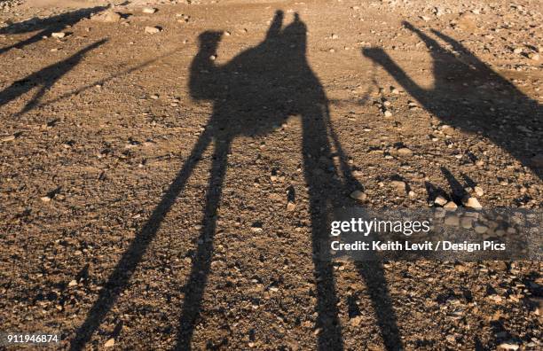 shadows of riders on camels in the judaean desert - judaean stock pictures, royalty-free photos & images