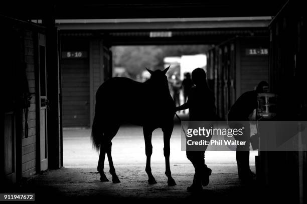 Yearling is prepared for sale during the Karaka Yearling Sales at NZ Bloocstock in Karaka on January 30, 2018 in Auckland, New Zealand. Each January...