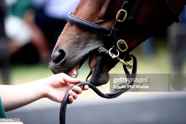 Yearling waits to be sold during the Karaka Yearling Sales at NZ Bloocstock in Karaka on January 30, 2018 in Auckland, New Zealand. Each January New...