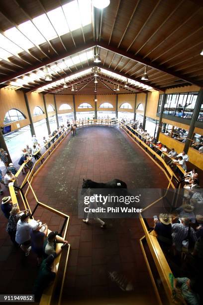 Yearling is presented for a sale during the Karaka Yearling Sales at NZ Bloocstock in Karaka on January 30, 2018 in Auckland, New Zealand. Each...