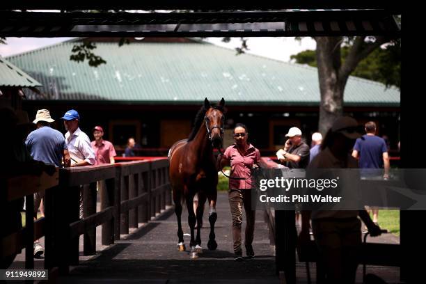 Yearling is presented for a sale during the Karaka Yearling Sales at NZ Bloocstock in Karaka on January 30, 2018 in Auckland, New Zealand. Each...