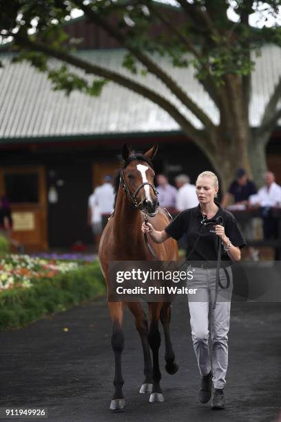 Yearling is presented for a sale during the Karaka Yearling Sales at NZ Bloocstock in Karaka on January 30, 2018 in Auckland, New Zealand. Each...