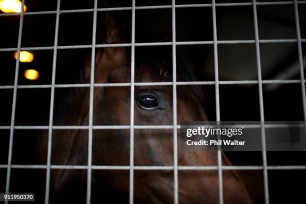 Yearling looks out from the stables during the Karaka Yearling Sales at NZ Bloocstock in Karaka on January 30, 2018 in Auckland, New Zealand. Each...