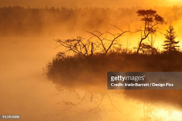 autumn morning mist glowing yellow on rocky lake - bedford nova scotia bildbanksfoton och bilder