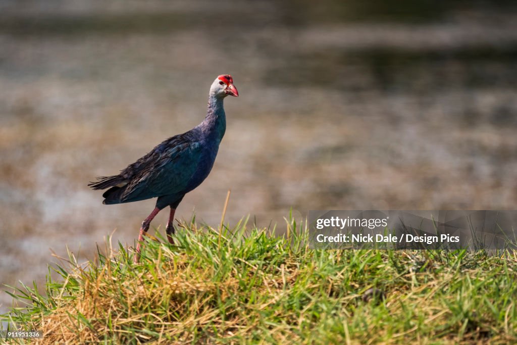 Purple Moorhen (Porphyrio Poliocephalus) In Profile On Grassy Bank