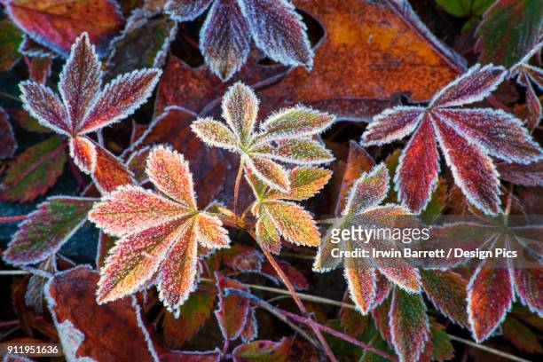 frosted wild strawberry leaves - bedford nuova scozia foto e immagini stock