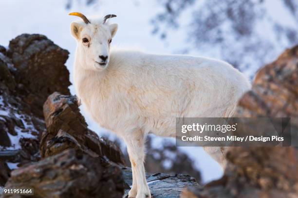 dall sheep (ovis dalli) ewe on a rocky cliff in denali national park in winter - weißes dickhornschaf stock-fotos und bilder