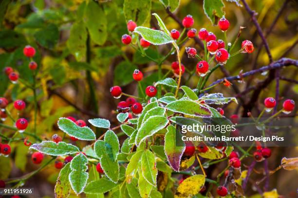 frozen rosehips and leaves - bedford nova scotia bildbanksfoton och bilder