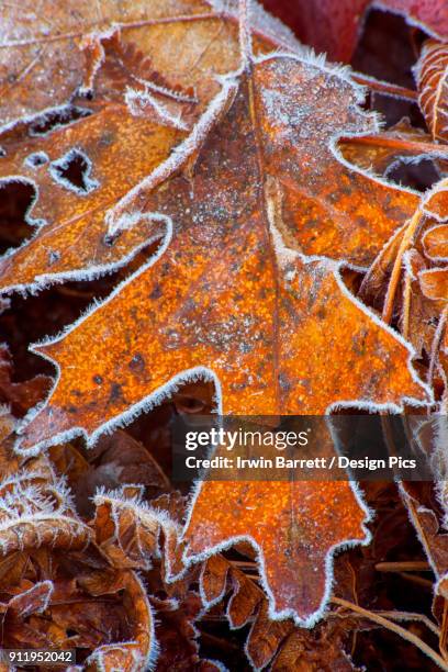 frost rimmed oak leaf - bedford nova scotia bildbanksfoton och bilder