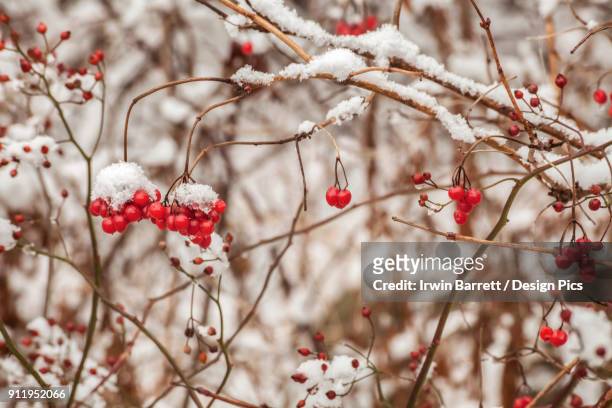 mid-december snow on wild rose hip - bedford nuova scozia foto e immagini stock