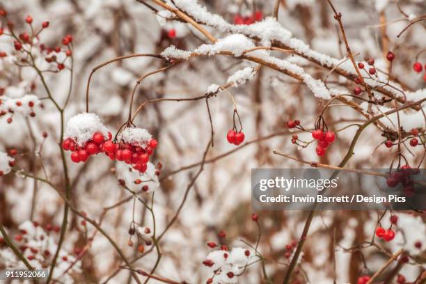 mid-december snow on wild rose hip - bedford nova scotia bildbanksfoton och bilder