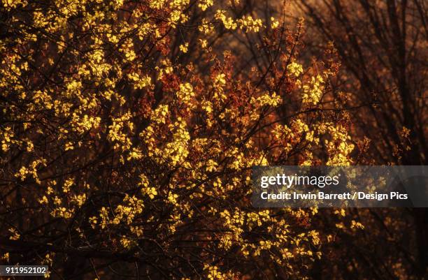 new spring leaves and seed heads glow in an evening sun - bedford nuova scozia foto e immagini stock