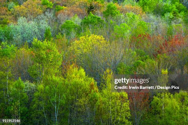 a forest softly lit by an evening sun in spring - bedford nuova scozia foto e immagini stock