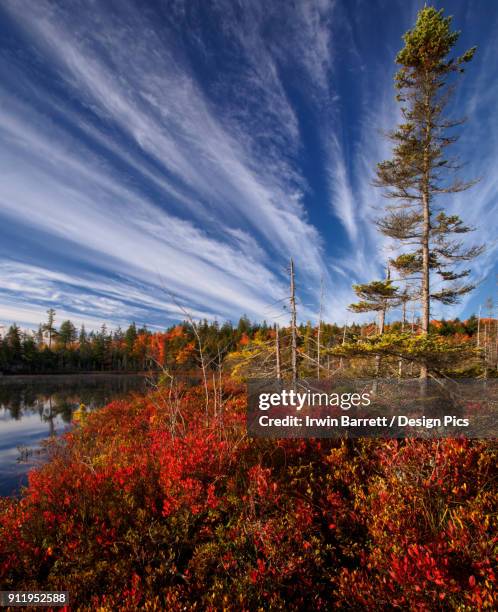 autumn coloured foliage at jacks lake - bedford nova scotia bildbanksfoton och bilder